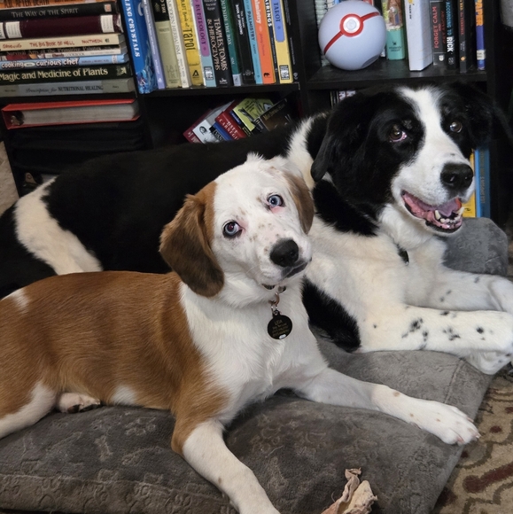 Meet your Posher, Amanda - Picture 2 of 7